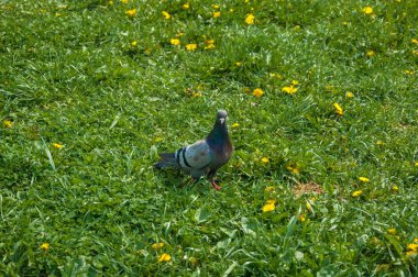 Taşra kasabasında sıradan bir yaz günü. Gri güvercinler üzerinde parlak sarı karahindiba ile yeşil bir çayır üzerinde oturup
