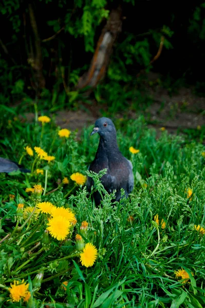 Um dia normal de verão em uma cidade provincial. Os pombos cinzentos sentam-se em um prado verde com dentes-de-leão amarelos brilhantes nele — Fotografia de Stock