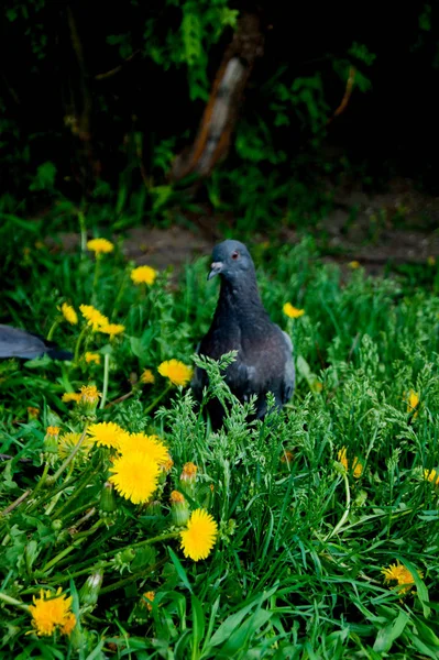 Ein gewöhnlicher Sommertag in einer Provinzstadt. graue Tauben sitzen auf einer grünen Wiese mit leuchtend gelben Löwenzahn darauf — Stockfoto