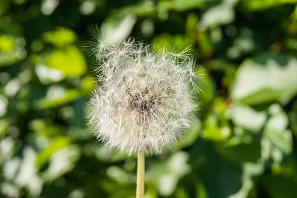 Summer. Wildflowers. White dandelion is already beginning to fly around against the backdrop of greenery. — Stock Photo, Image