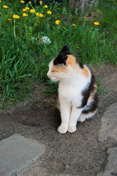 Driekleurige wit-zwart-rode verdwaalde kat na het eten zitten in de zomerzon — Stockfoto