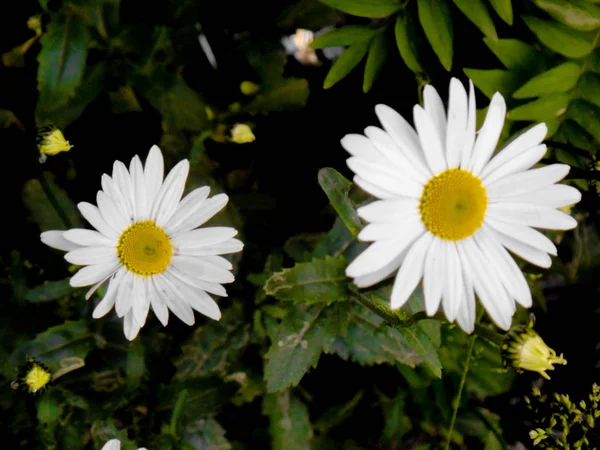 Marguerites - le symbole de la fête russe - le jour de la famille, l'amour et la loyauté — Photo