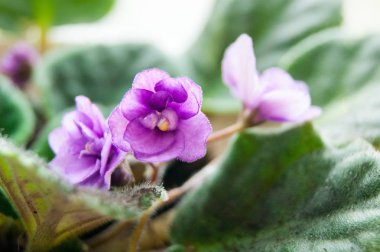 İç mekan çiçekleri. Pencere de leylak menekşesi.