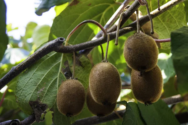 Kiwi fruits on a tree