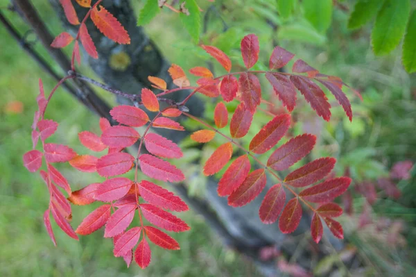 A nyár vége vagy az ősz eleje - gyönyörű vörös ryuinvin levelek a zöld fű hátterén — Stock Fotó