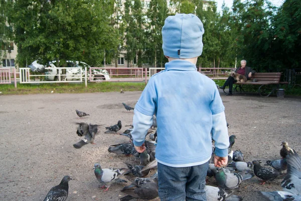 Tříletý bílý chlapec v modrém klobouku, džínách a sandálech v chladném letním dni nadšeně krmí šedé holuby. — Stock fotografie