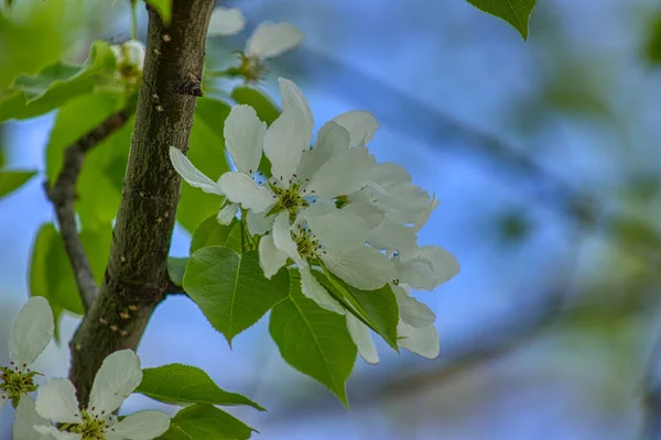Květiny Byliny Rostoucí Volné Přírodě — Stock fotografie