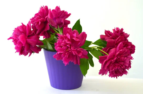 Bouquet Pink Crimson Peonies — Stock Photo, Image