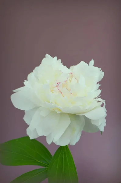 White Beautiful Peony Dark Background — Stock Photo, Image