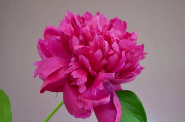 Pink Saturate Beauty Peony — Stock Photo, Image