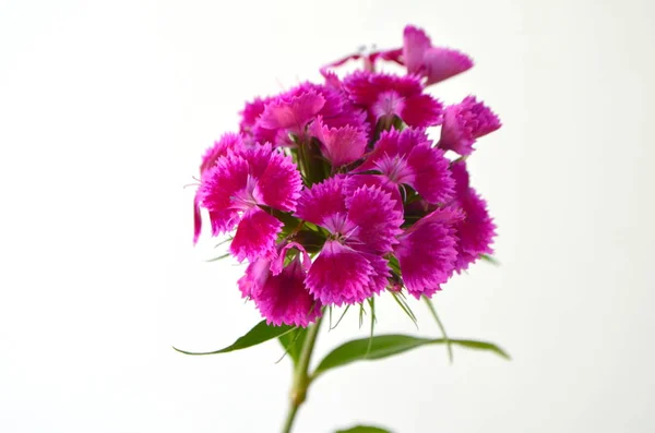 Sweet William Carnation Flower Perennial Plant — Stock Photo, Image
