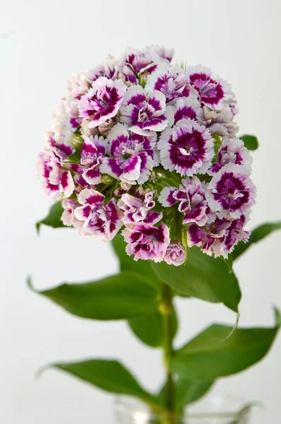 Sweet William Carnation Flower Perennial Plant — Stock Photo, Image