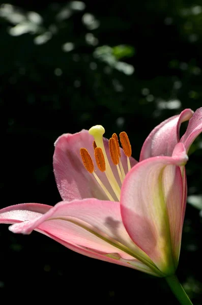 百合花是粉红色的 — 图库照片