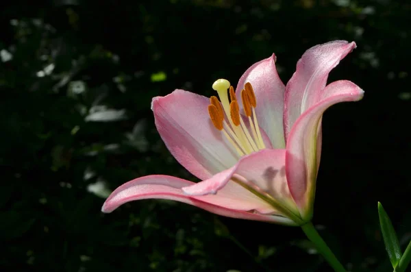 Квітка Лілії Рожева — стокове фото