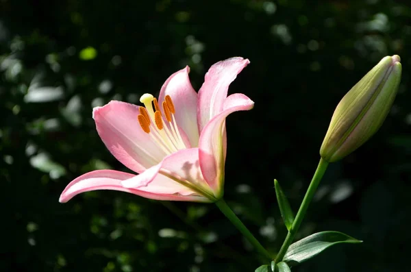 Квітка Лілії Рожева — стокове фото