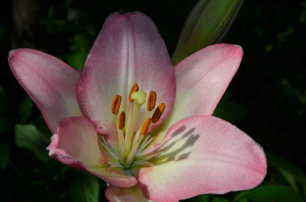 Flor Lírio Rosa — Fotografia de Stock