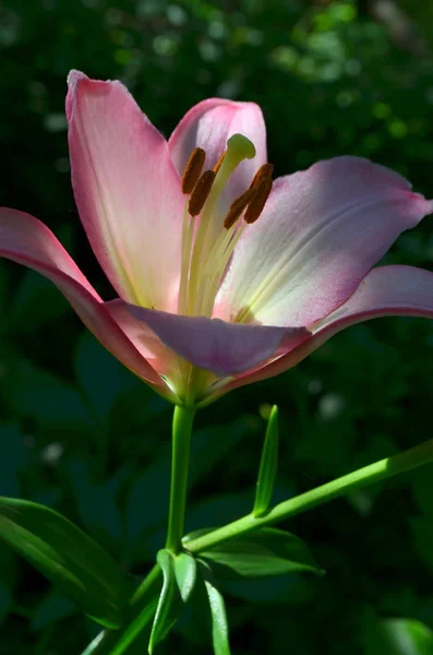 Lily Flower Pink — Stock Photo, Image