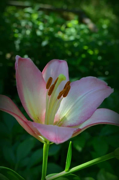 Lilienblüte Ist Rosa — Stockfoto