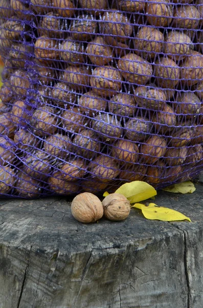 Mesh Bag Full Walnuts Harvest Season — Stock Photo, Image