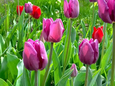 Farklı renklerde laleler ile çiçektar