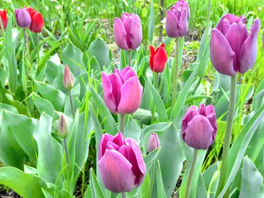 Farklı renklerde laleler ile çiçektar