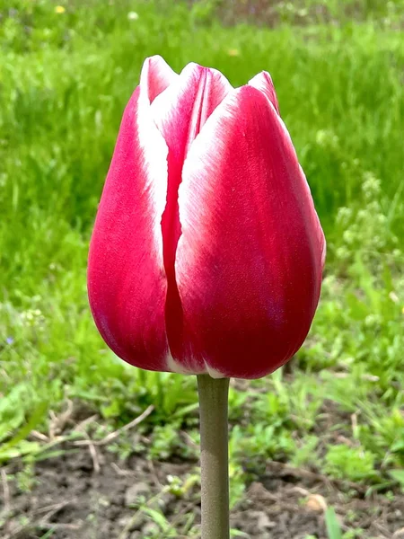 Grande Tulipe Rose Précoce Dans Lit Fleurs — Photo