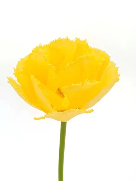 Terry Tulipán Amarillo Con Flecos Sol Exótico Sobre Fondo Aislado — Foto de Stock