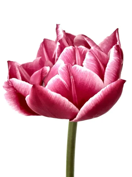 Коламбус Двойной Розовый Тюльпан Изолированном Фоне — стоковое фото