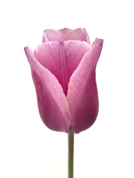 Фиолетовый Тюльпан Изолированном Фоне — стоковое фото