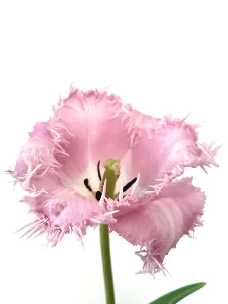 Tulipán Růžovým Lemovaným Izolovaném Pozadí — Stock fotografie