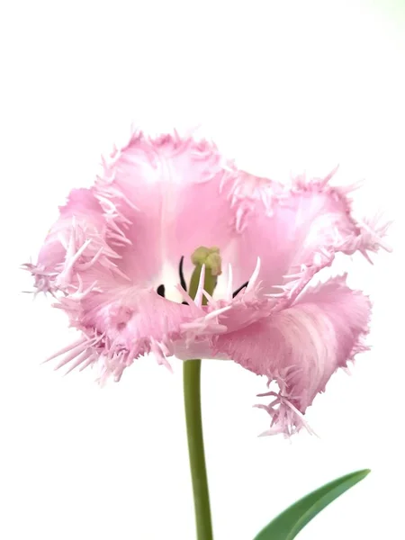 Różowa Frędzła Tulipan Białym Tle — Zdjęcie stockowe