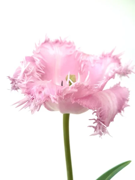 Tulipán Con Flecos Rosados Sobre Fondo Aislado —  Fotos de Stock