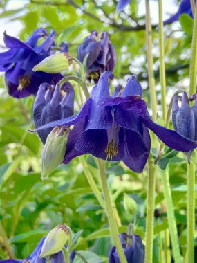 Aquilegia da Orlik veya catchment denir. Buttercup ailesinin çok yıllık otsu bitki cinsine aittir.