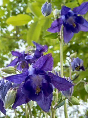 Aquilegia da Orlik veya catchment denir. Buttercup ailesinin çok yıllık otsu bitki cinsine aittir.