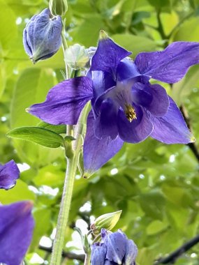 Aquilegia da Orlik veya catchment denir. Buttercup ailesinin çok yıllık otsu bitki cinsine aittir.