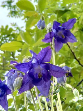 Aquilegia da Orlik veya catchment denir. Buttercup ailesinin çok yıllık otsu bitki cinsine aittir.