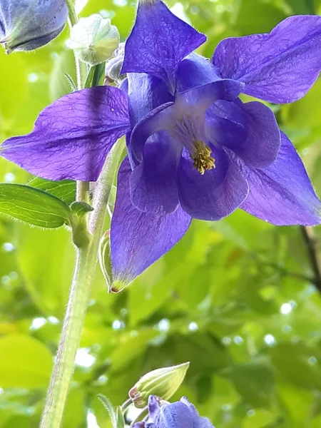 Aquilegia Wordt Ook Orlik Catchment Genoemd Het Behoort Tot Het — Stockfoto