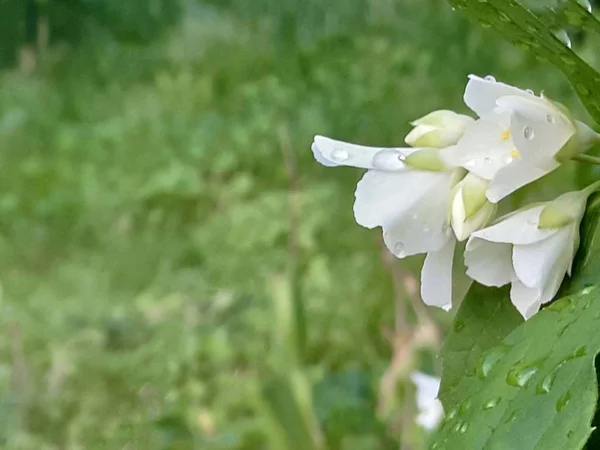 Jasmin Fleurs Après Pluie — Photo