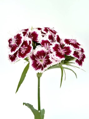 Beyaz bir arka planda Türk çiçek karanfil (Dinthus barbtus)