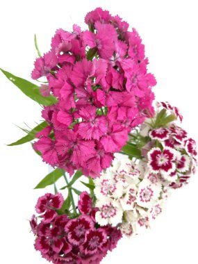 Beyaz bir arka planda Türk çiçek karanfil (Dinthus barbtus)