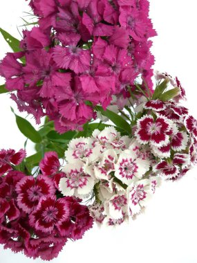 Beyaz bir arka planda Türk çiçek karanfil (Dinthus barbtus)