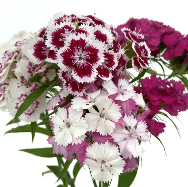 Turkish Flower Carnation Dinthus Barbtus White Background — Stock Photo, Image