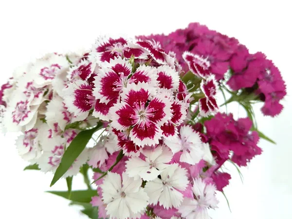 Turkish Flower Carnation Dinthus Barbtus White Background — Stock Photo, Image