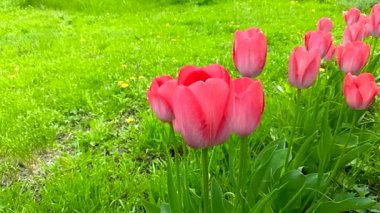 Çiçek tarhında erken büyük pembe laleler