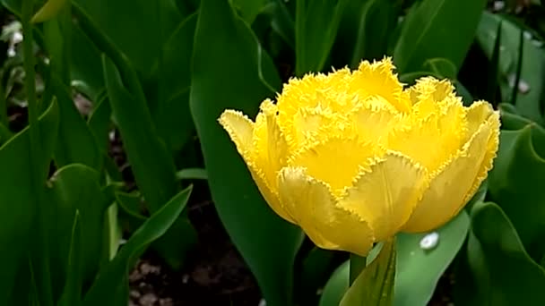 Flecos Rizo Amarillo Tulipán Exótico Sol — Vídeo de stock