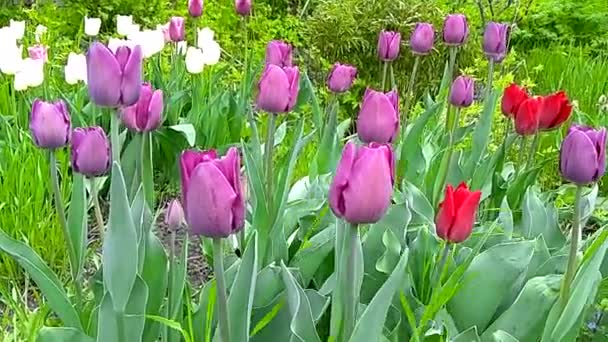 Tulipanes Morados Macizo Flores — Vídeo de stock