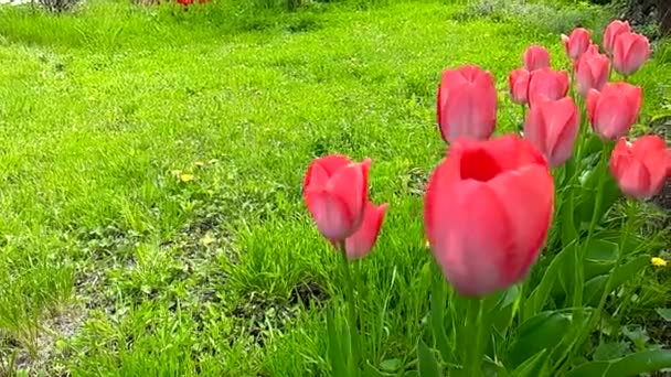 Primeros Tulipanes Rosados Grandes Macizo Flores — Vídeos de Stock