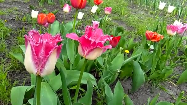 Gefranjerde Tulpen Van Verschillende Kleuren — Stockvideo