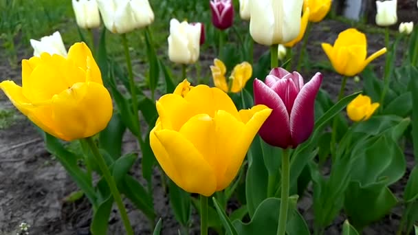 Parterre Con Tulipanes Diferentes Colores — Vídeo de stock