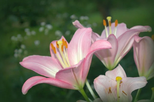 Pink Liliom Évelő Hagymás Növény — Stock Fotó